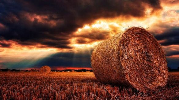 Field of Hay Bales