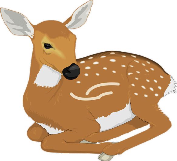 Fawn