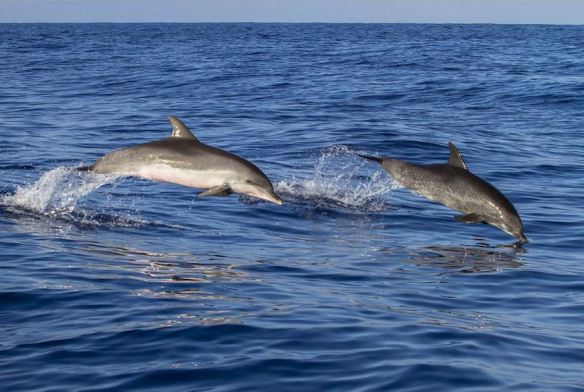Swimming Dolphins