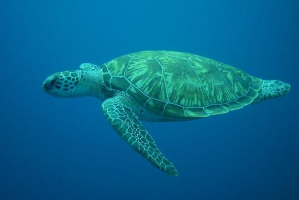 Swimming Sea Turtle