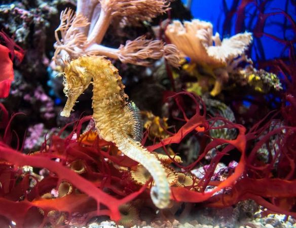 Seahorse