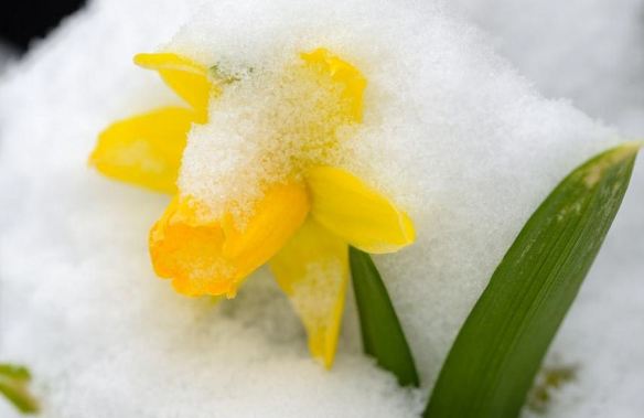 Snow Daffodil