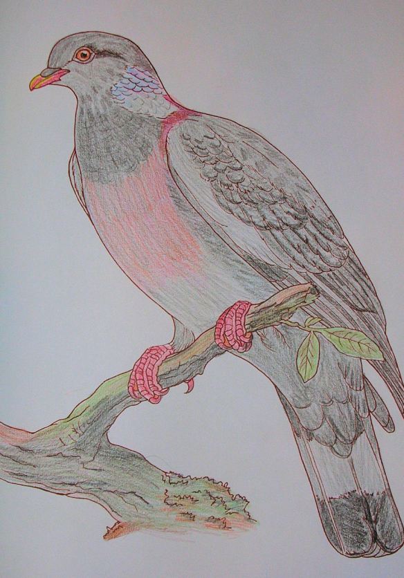 Pigeon