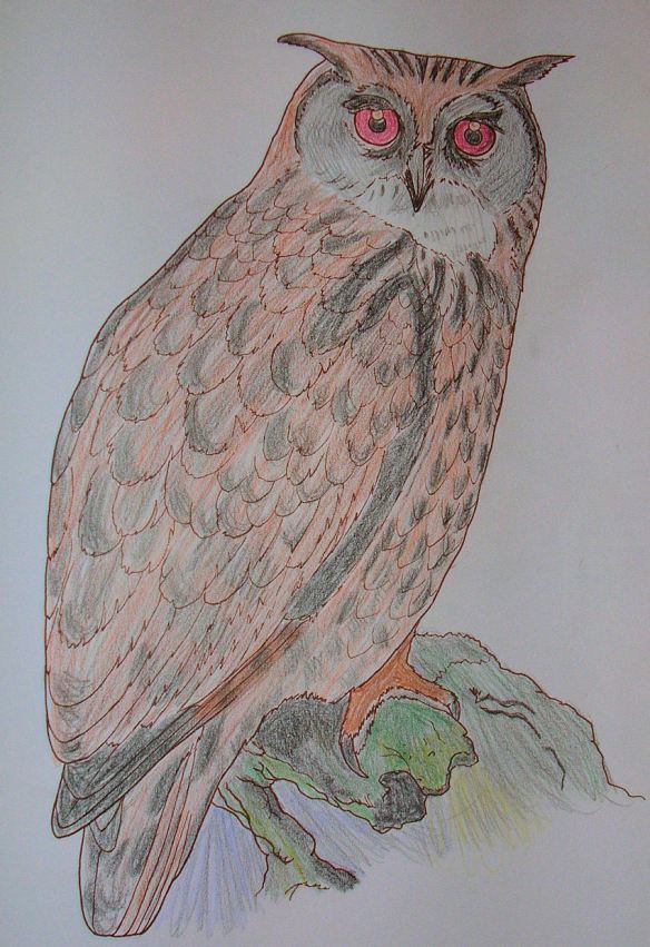 Spotted Owl