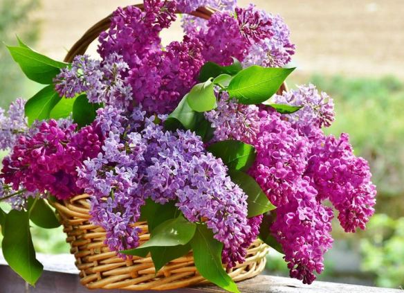 Wicker Basket with Purple Lilacs