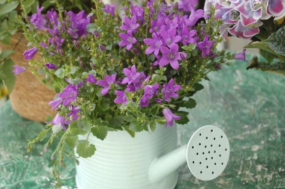 Watering Can with Purple Flowers