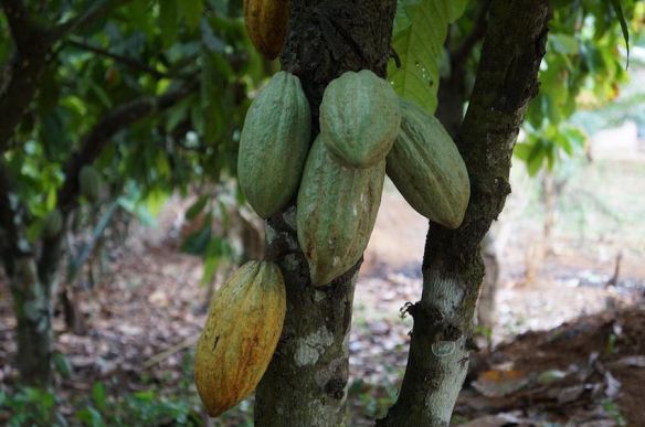 Cacao