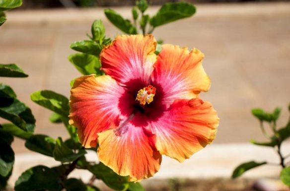 Hibiscus Bloom