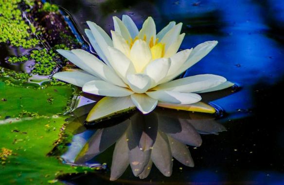 Floating Lotus Blossom