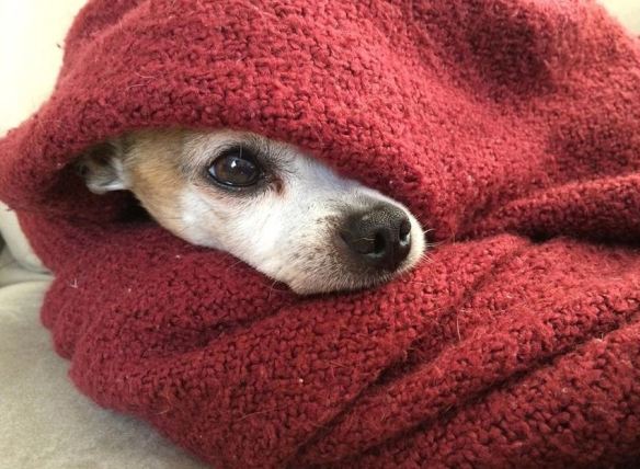 Dog in a Blanket