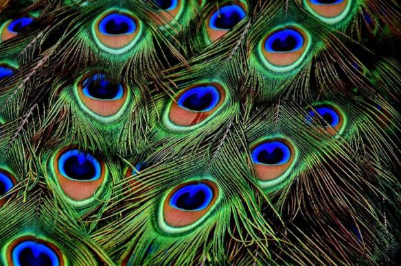 Peacock Feathers