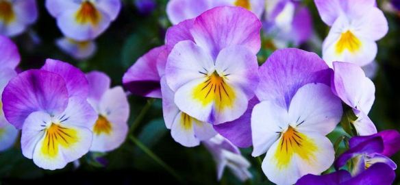 Pansies