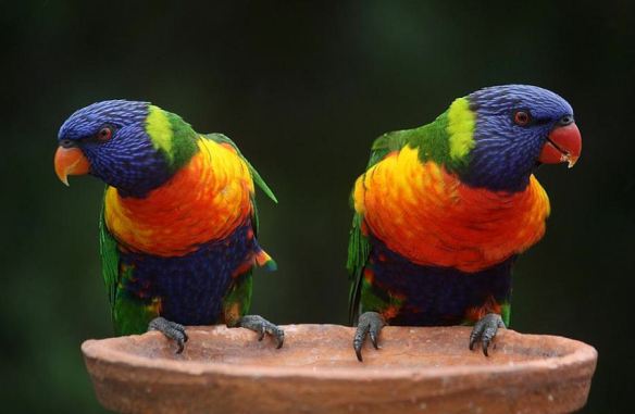 Rainbow Lorakeets