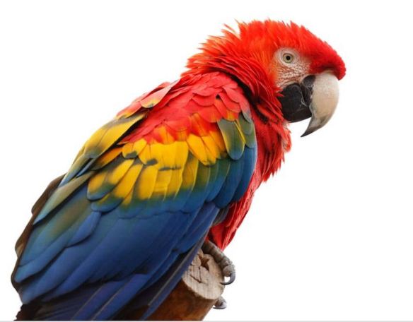 Primary Colors - Parrot