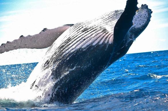 Black & White - Whale