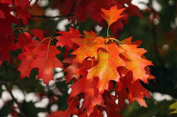 Complementary Colors