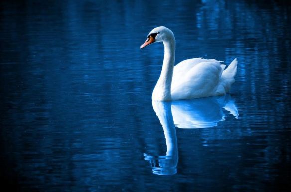 Swan on a lake