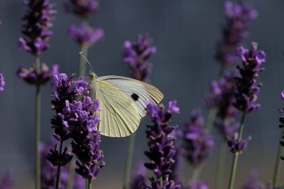 Lavender & Butterfly