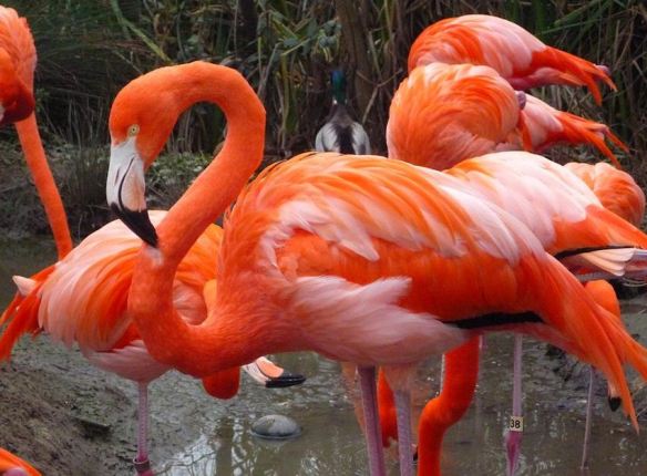 Flamingos
