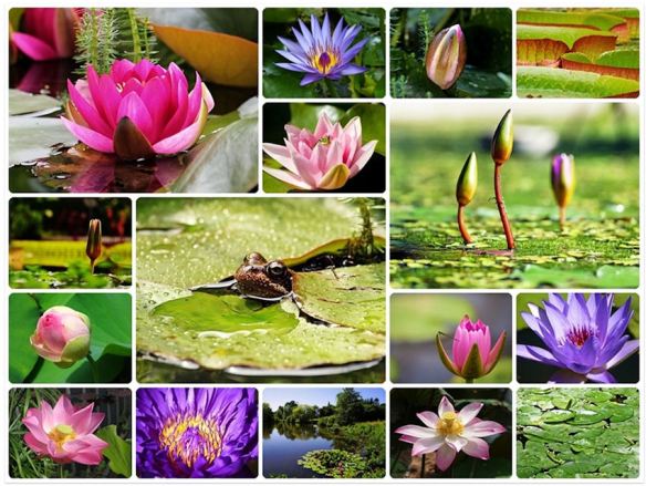 Water Lilies Collage