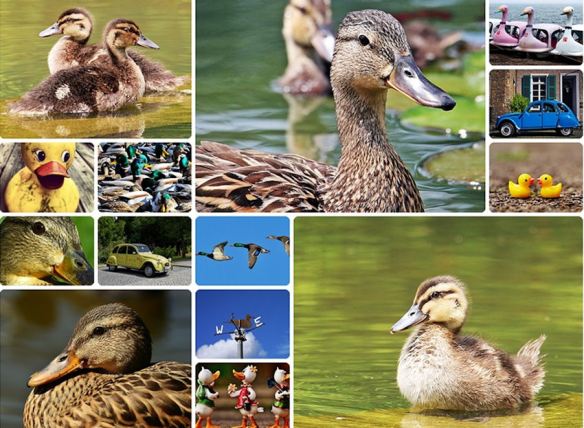 Duck Collage