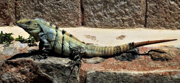 Iguana