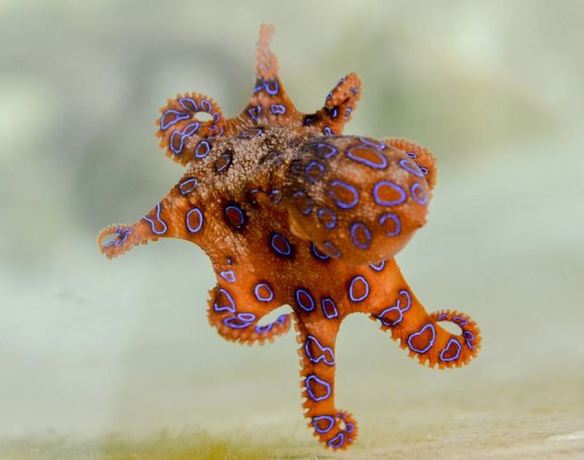 Blue Ringed Octopus