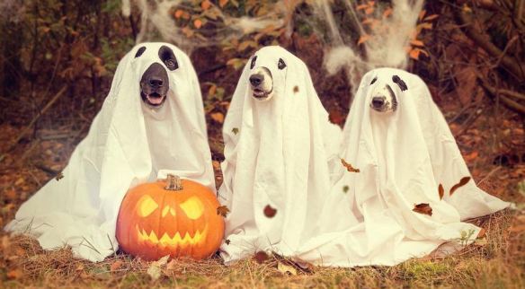 Ghost Dogs