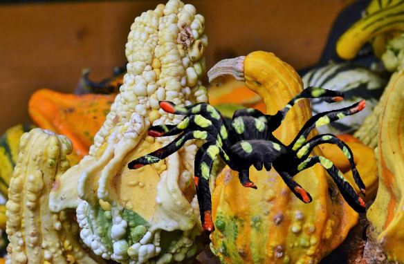 Spider & Gourds
