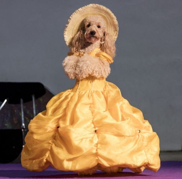 Princess Dog