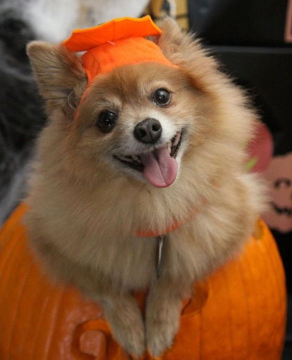 Pumpkin Dog
