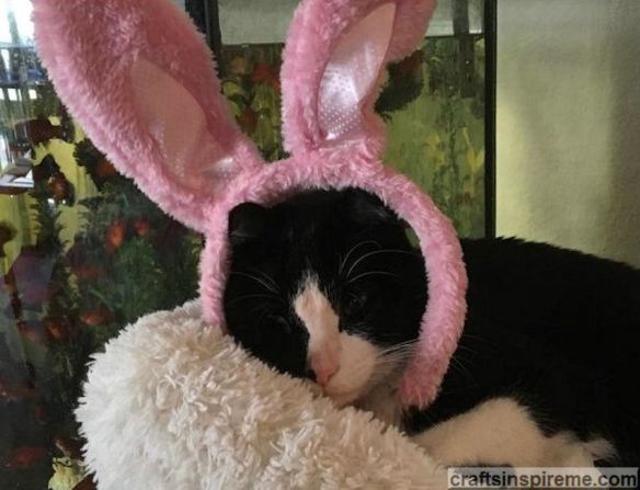 Bunny Cat