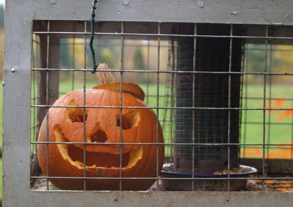 Caged Pumpkin