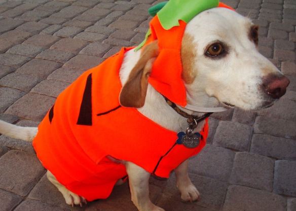 Pumpkin Dog