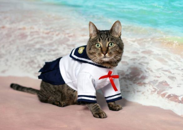 Sailor Cat
