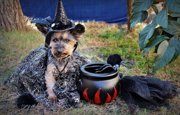Bewitching Dog