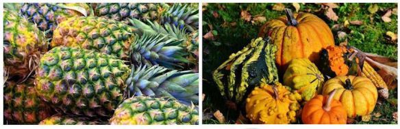 Pineapples Gourds