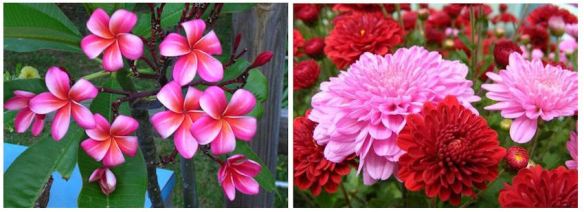 Plumeria & Chrysanthemums