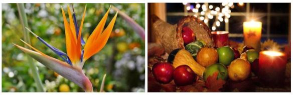 Bird of Paradise & Cornucopia