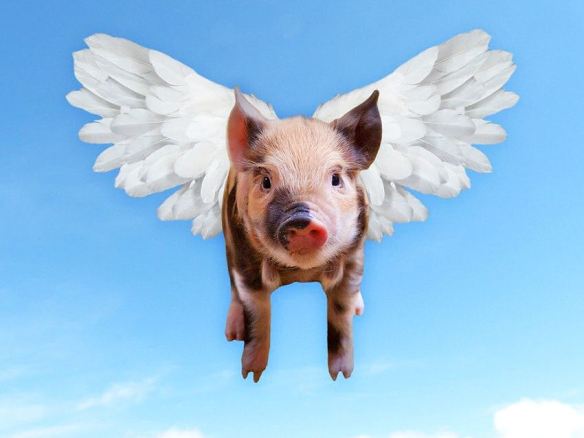 Flying Pig