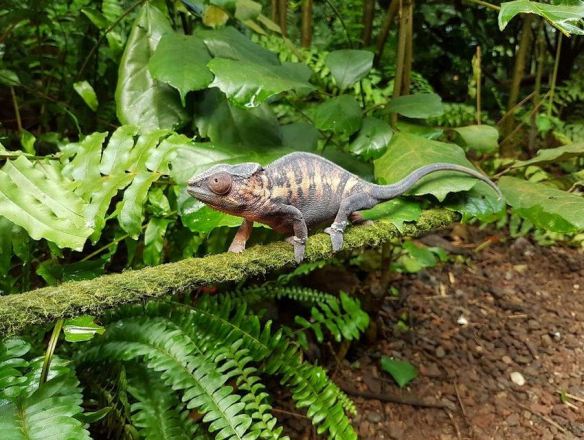 Tropical Inspiration