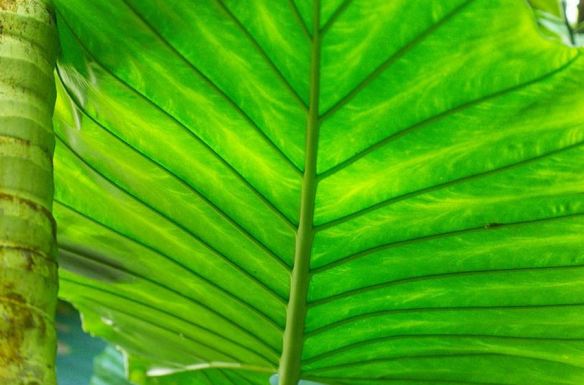 Close-up Tropical Leaf