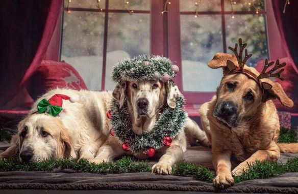 Festive Dogs