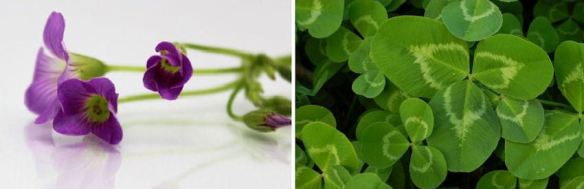 Clover Flowers