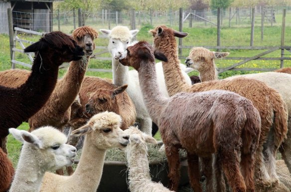 Multicolor Alpacas