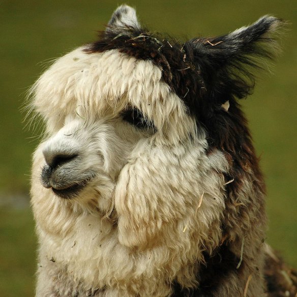 Brown & White Alpaca