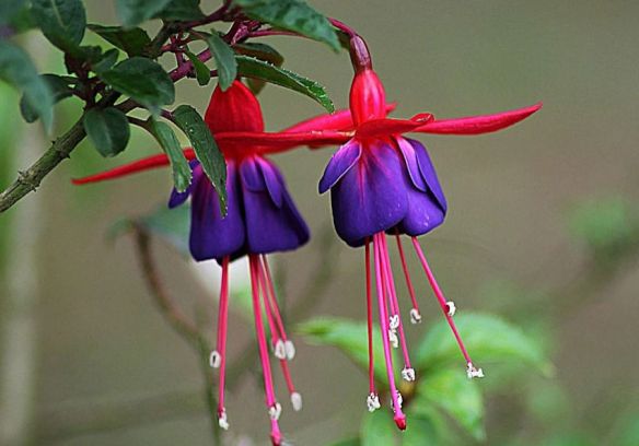 Fuchsia
