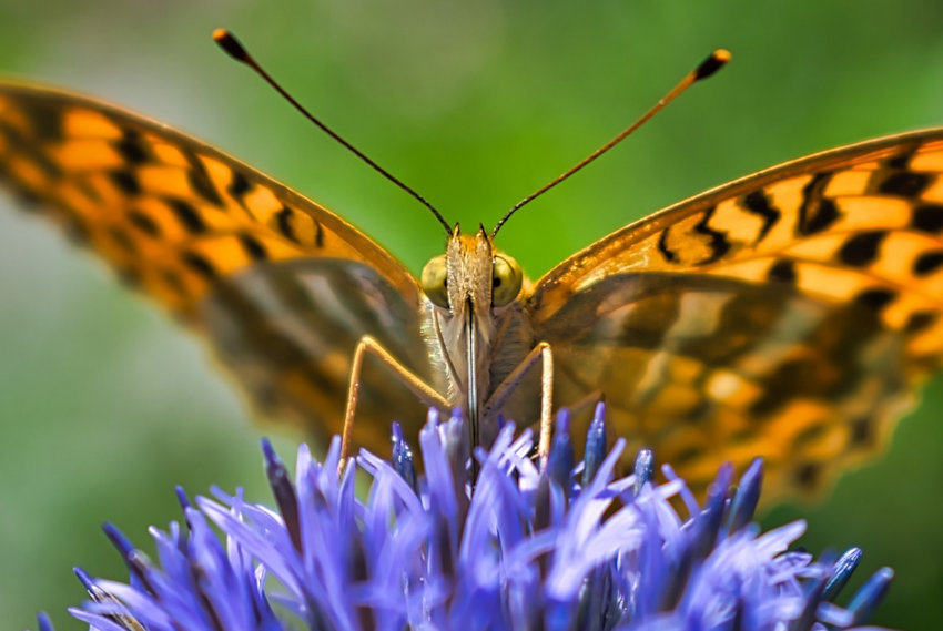 Complements Orange & Blue