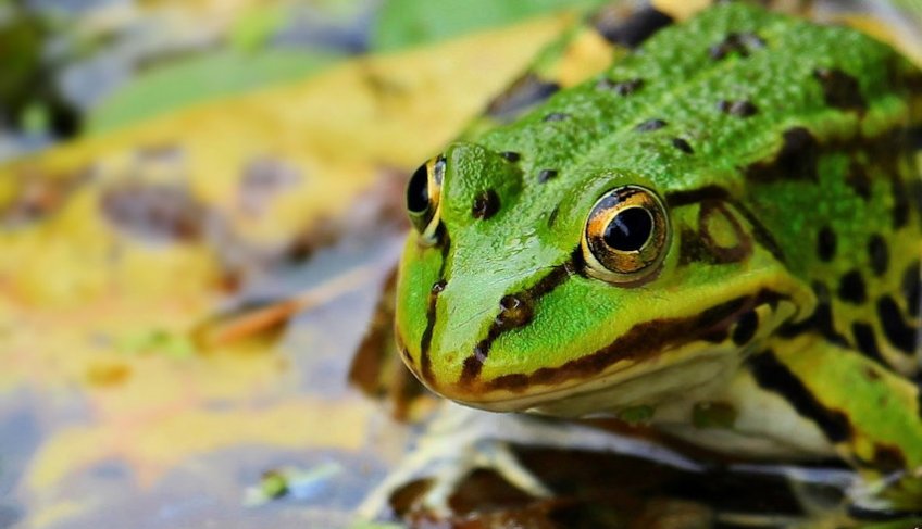 Green & Brown Frog