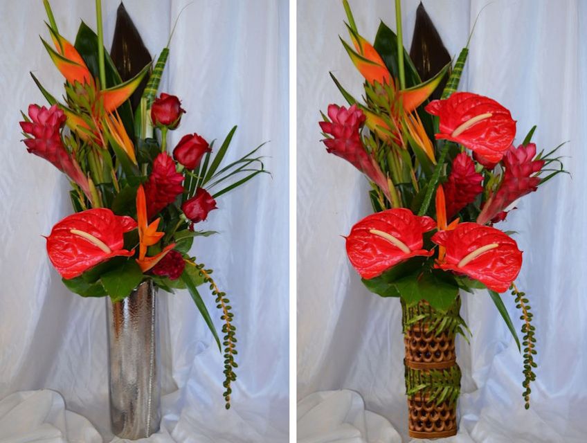 Tropical Rain Forest Before&After